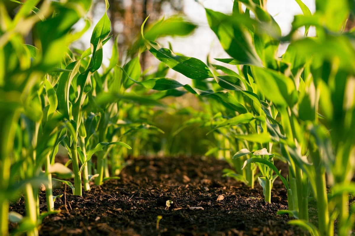Agriculture — main