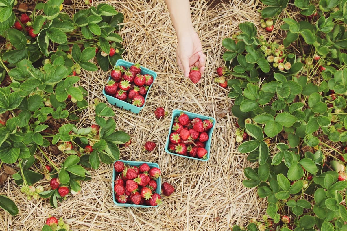 Agriculture 3