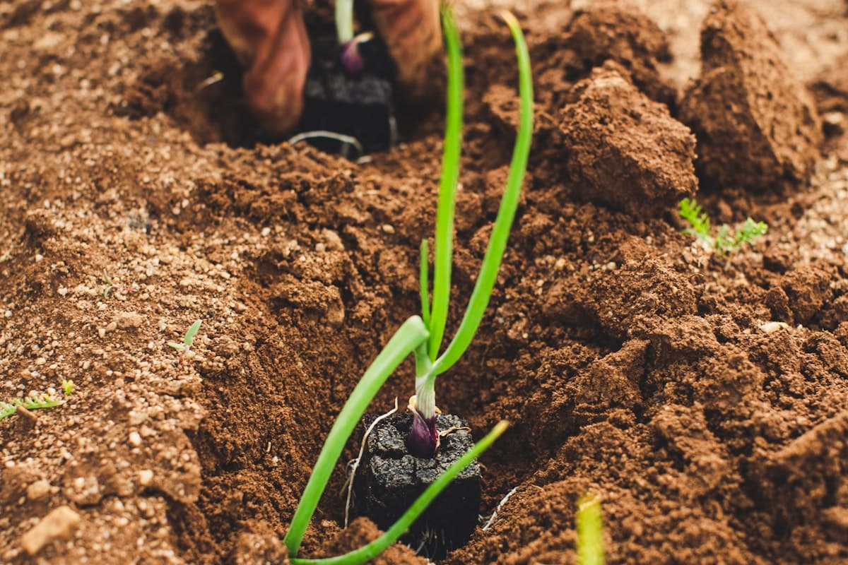 Agriculture 4