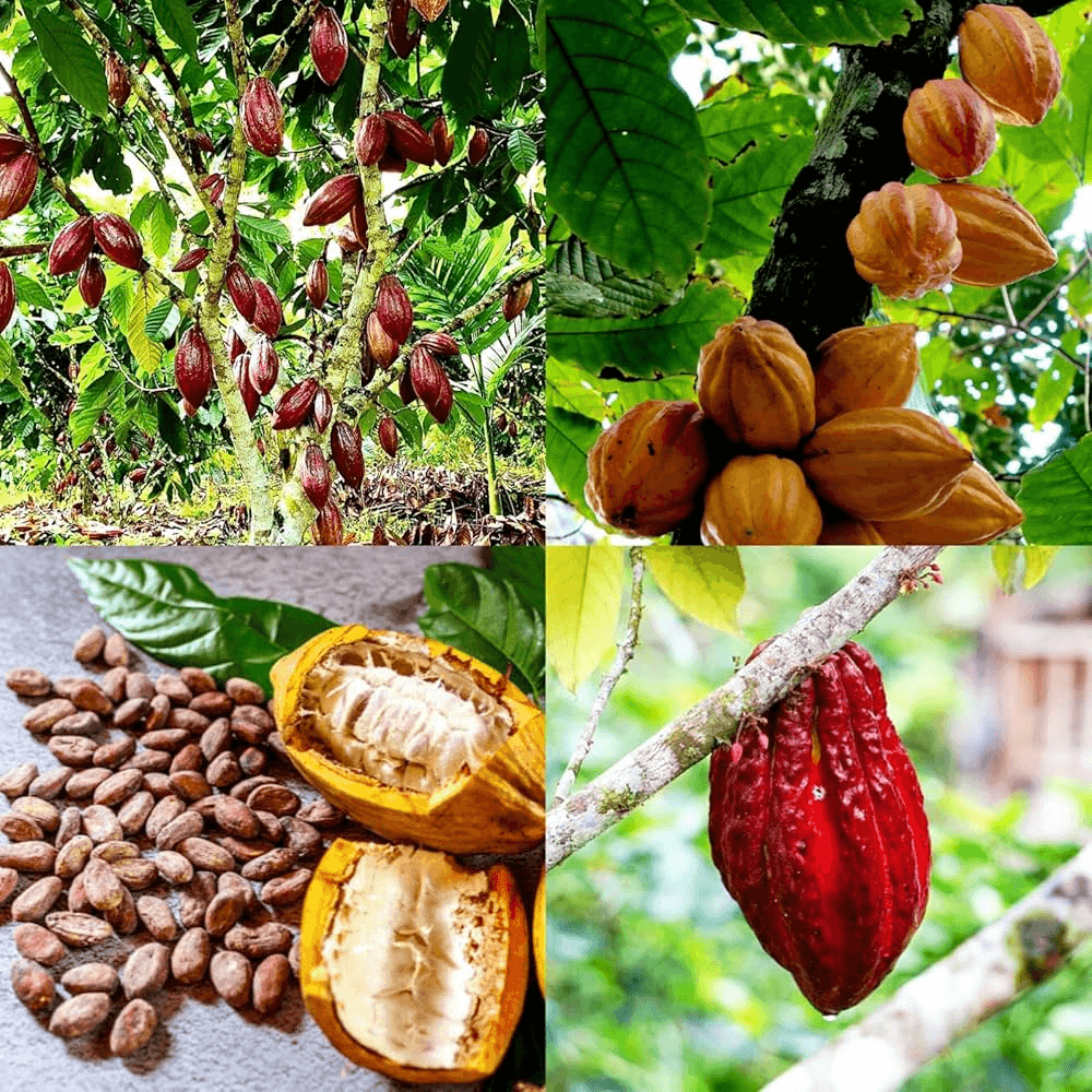 Cocoa & Export Crops