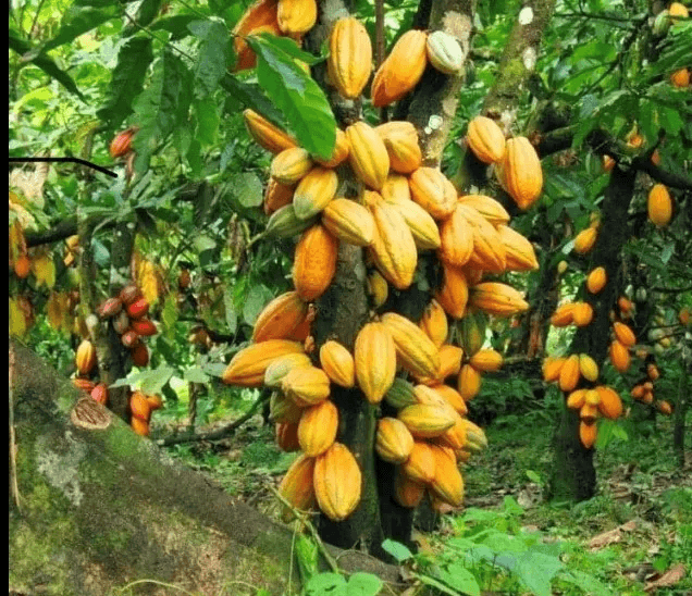 Agriculture 2