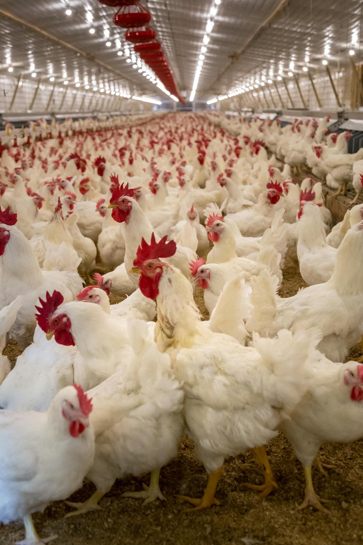 Integrated Poultry Farm & Feed Mill