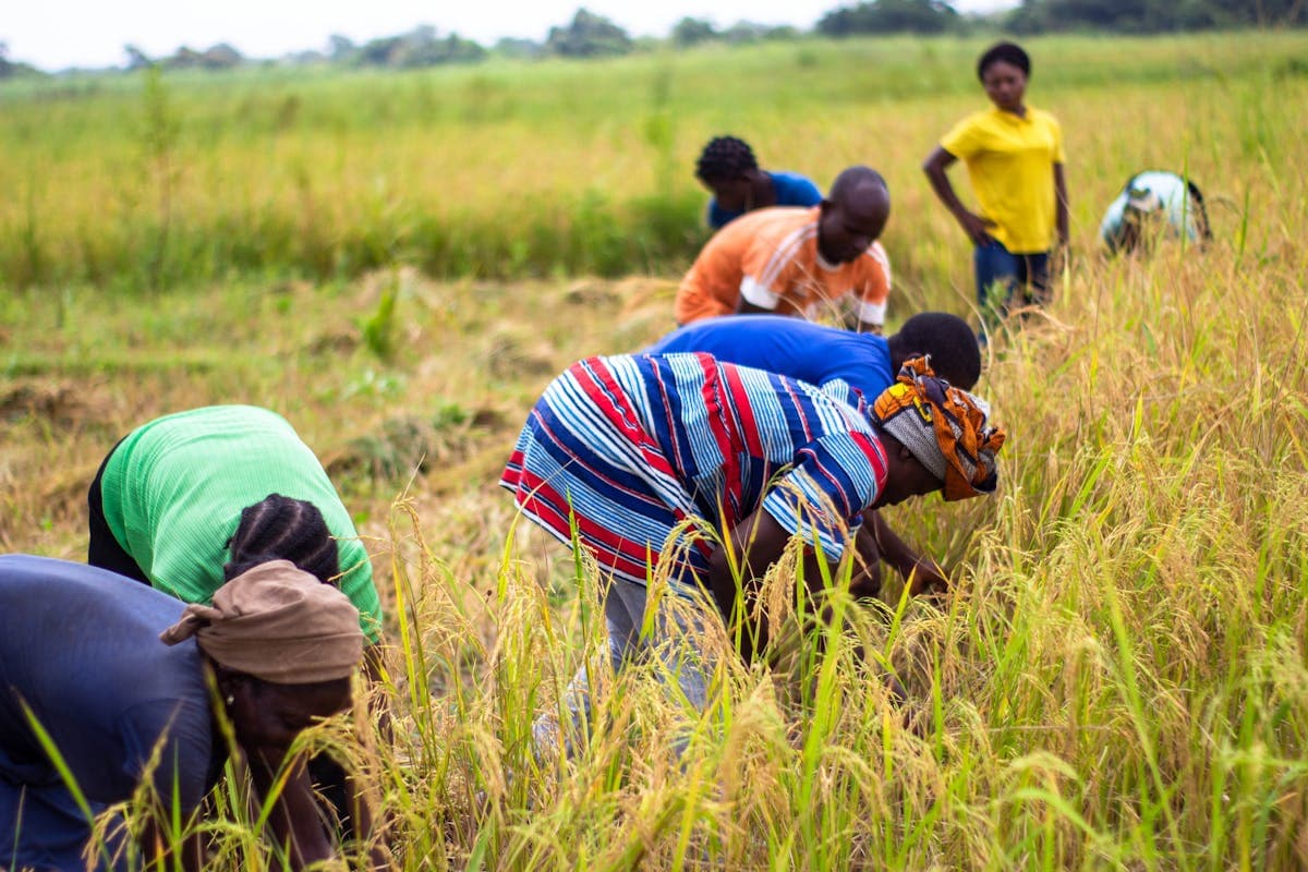 Large-Scale Rice Cultivation & Processing