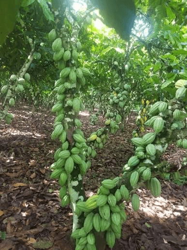 Cocoa Processing & Export Facility